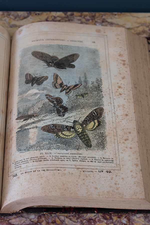 フランスアンティーク動物学のブック.jpg