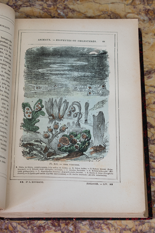 フランスアンティーク動物学の本.jpg